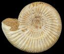 Perisphinctes Ammonite - Jurassic #46908-1